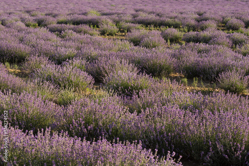 colorful lavender field in the nature detail