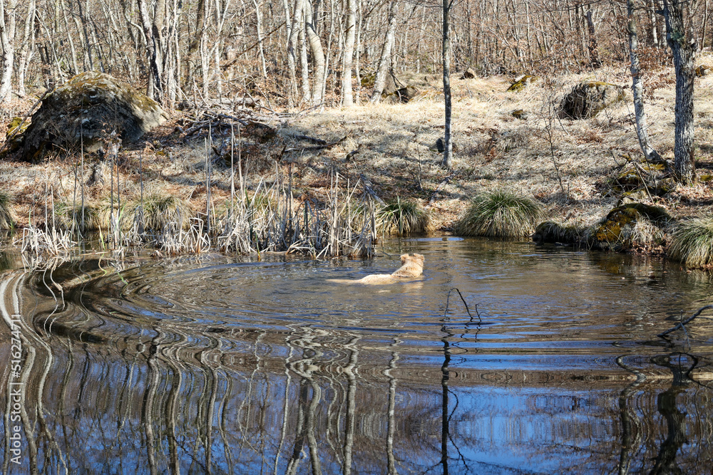 dog swimming in a small lake in the mountains dog swimming in a small lake in the mountains