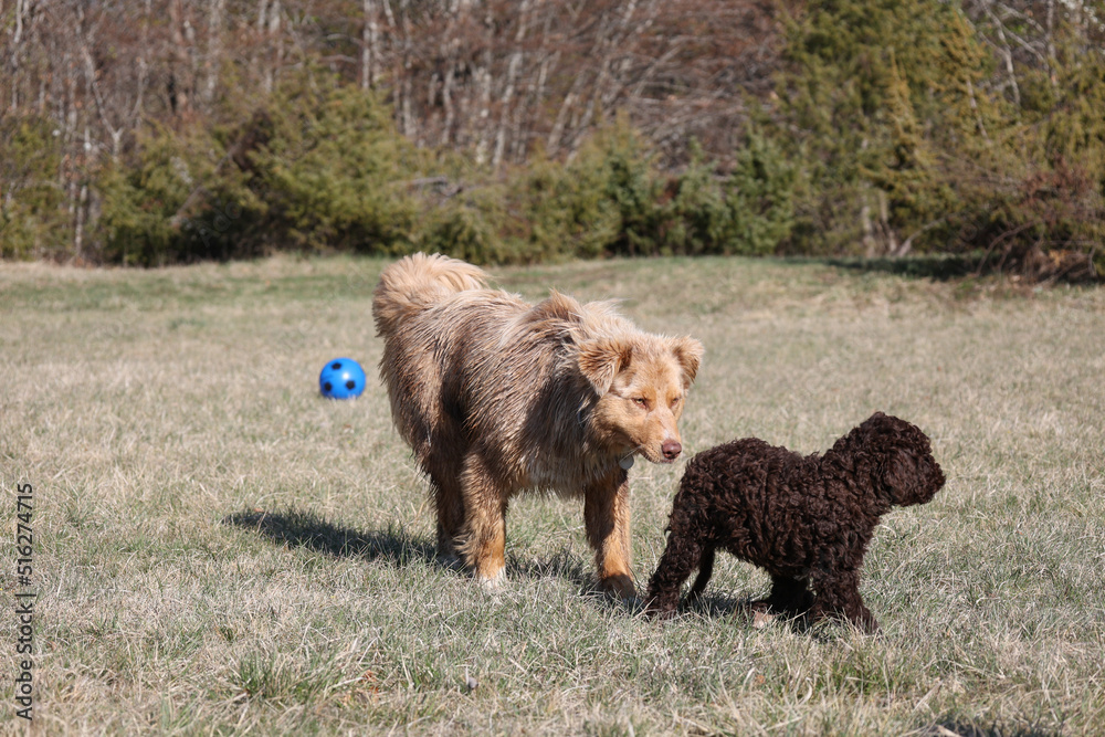 Fototapeta premium lagotto and australian shepherd dogs playing in a park