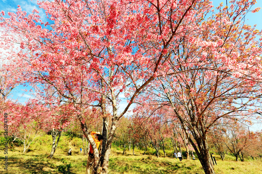 Fototapeta premium The pink cherry blossom blooming on the mountain in the north of Thailand
