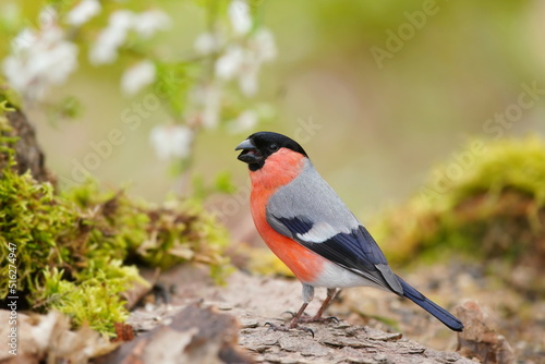 Beautiful portrait of a bullfinch male. Songbird in the nature habitat. Spring in the nature. 