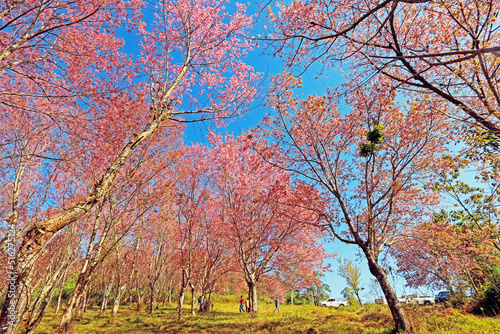 The pink cherry blossom blooming on the mountain in the north of Thailand