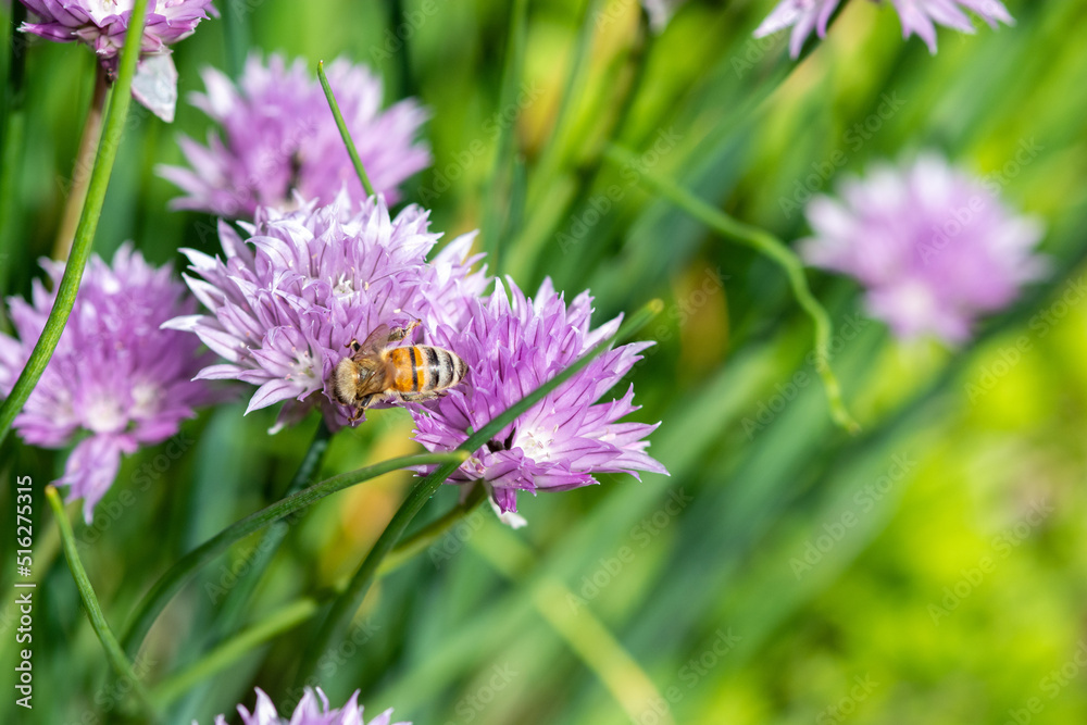 Honey bee pollinate chive flower plant in garden Honey bee pollinate chive flower plant in garden