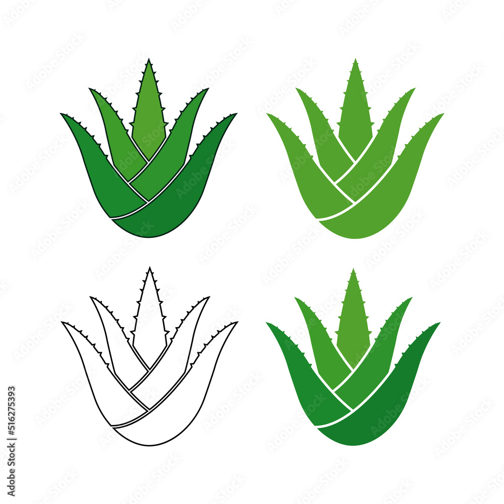 Set of Aloe Vera. Succulent herbaceous plant; a species of the genus Alo. Vector illustration isolated on a white background for design and web.