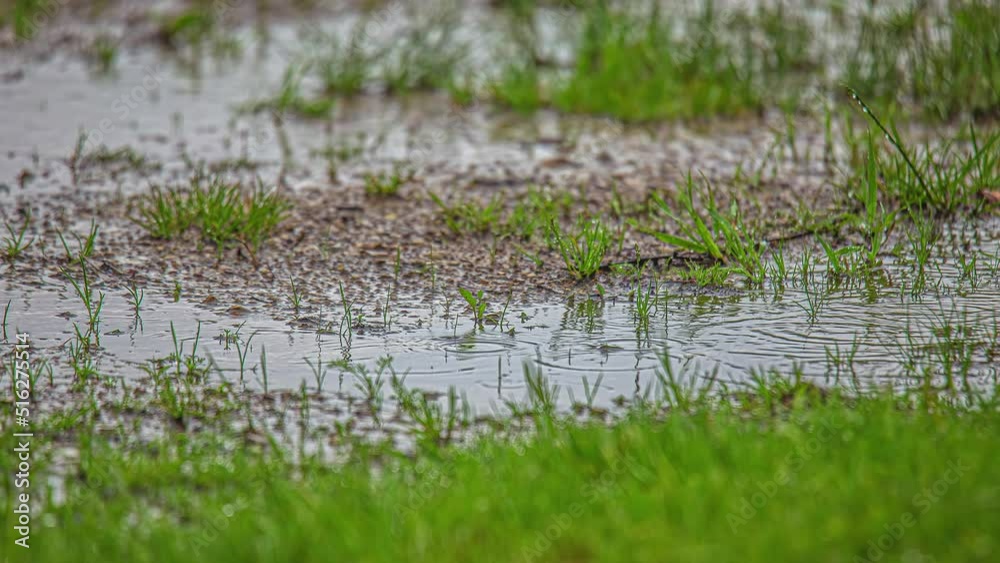Elapsing View Of Raindrops Hitting The Ground And Green Grass During A Rainy Weather. Static Elapsing View Of Raindrops Hitting The Ground And Green Grass During A Rainy Weather. Static
