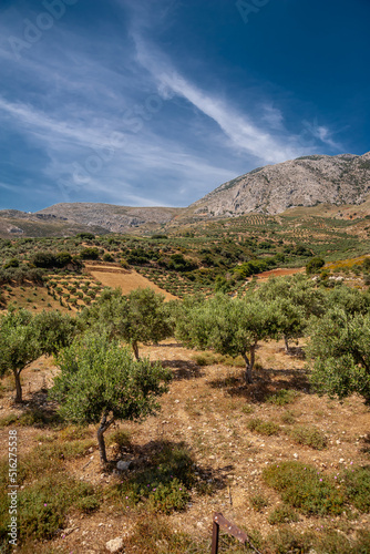 Olive grove at the foot of the mountains.