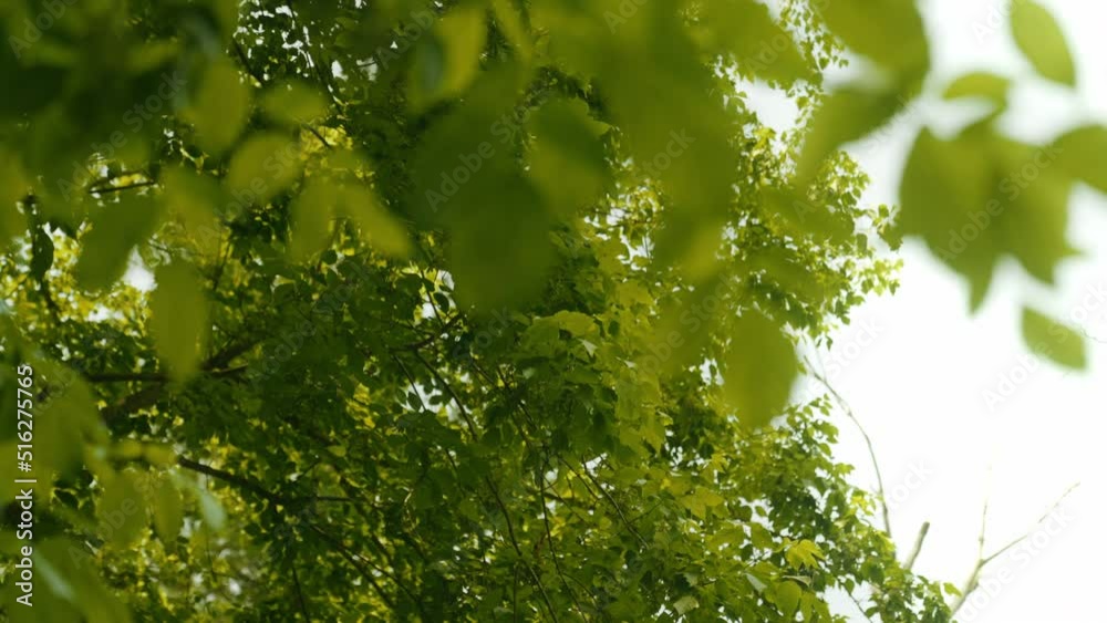 Lush Green Foliage of Trees in the Forest Against the Bright Sky