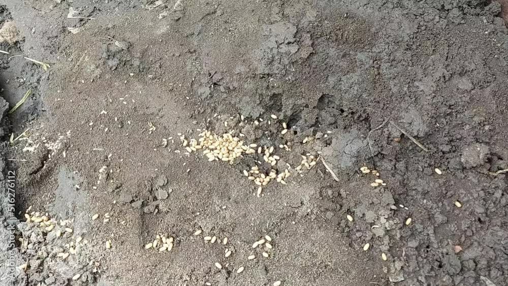 ants drag pupae, larvae and eggs in an anthill. insect life