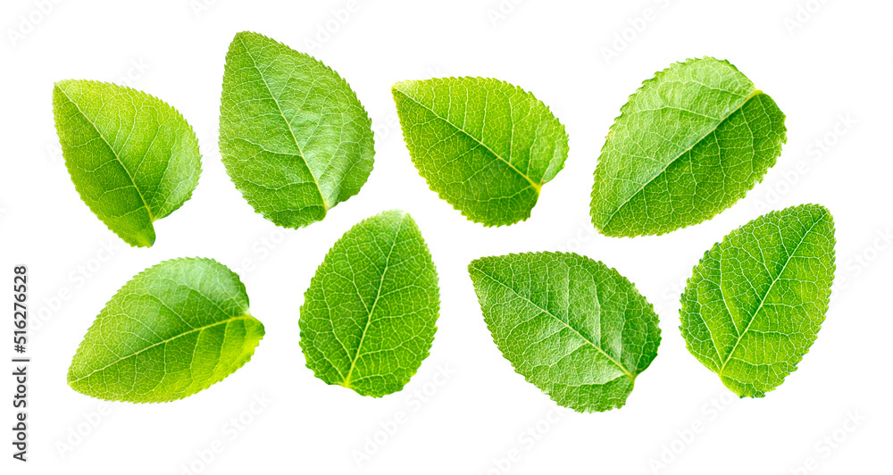 Set of wild blueberry leaves isolated on a white background. Bilberry leave. Set of wild blueberry leaves isolated on a white background. Bilberry leave.