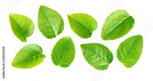 Set of wild blueberry leaves isolated on a white background. Bilberry leave. © Koko Foto