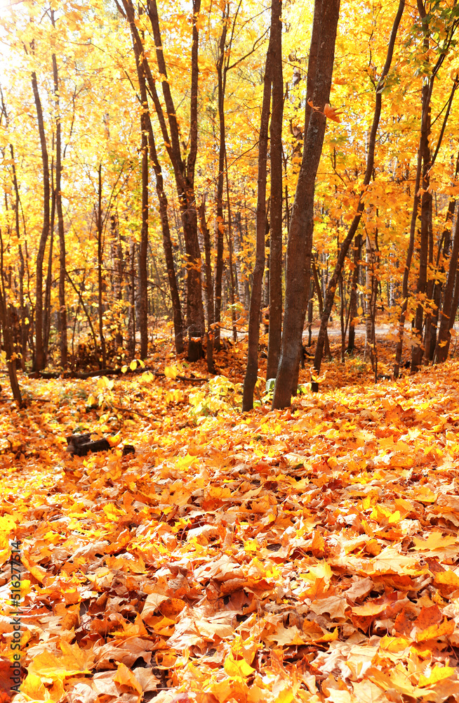 Calm fall season. Beautiful landscape with maple alley in autumn park