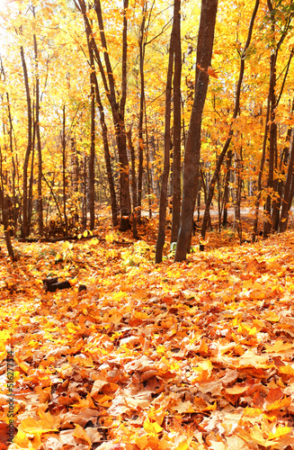 Calm fall season. Beautiful landscape with maple alley in autumn park © frenta