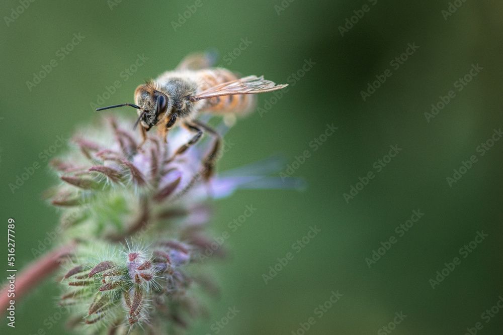 A bee collects nectar on a phacelia flower. Close-up there is artistic noise. A bee collects nectar on a phacelia flower. Close-up there is artistic noise.