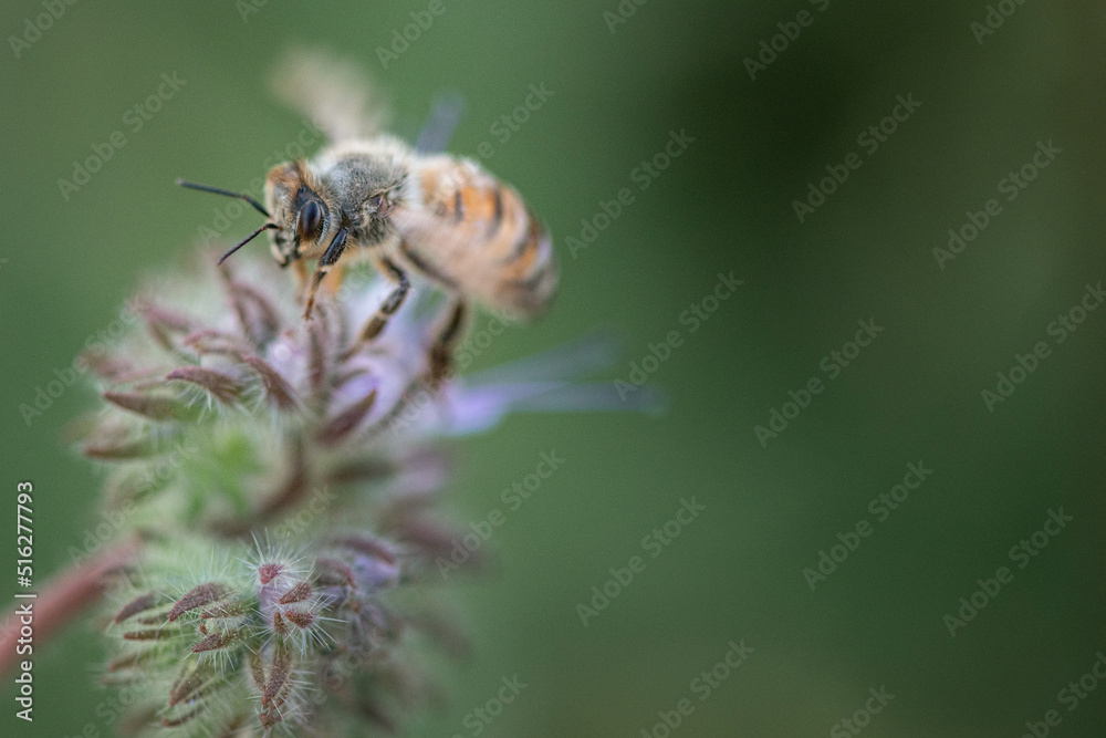 A bee collects nectar on a phacelia flower. Close-up there is artistic noise. A bee collects nectar on a phacelia flower. Close-up there is artistic noise.