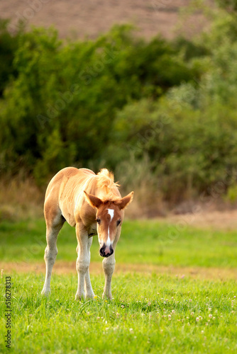 Small horse, cute foal on the pasture, horse theme