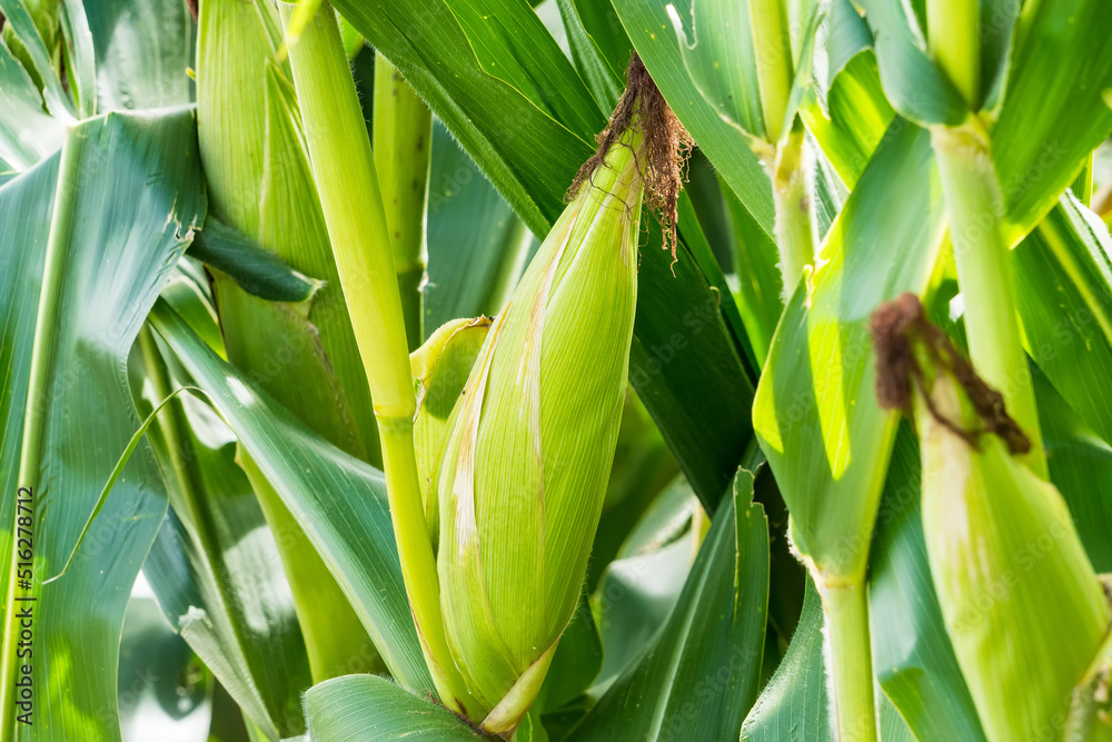 Closeup of cornfield with corn ear and silk growing on cornstalk. Concept of crop health, pollination and fertilization Closeup of cornfield with corn ear and silk growing on cornstalk. Concept of crop health, pollination and fertilization