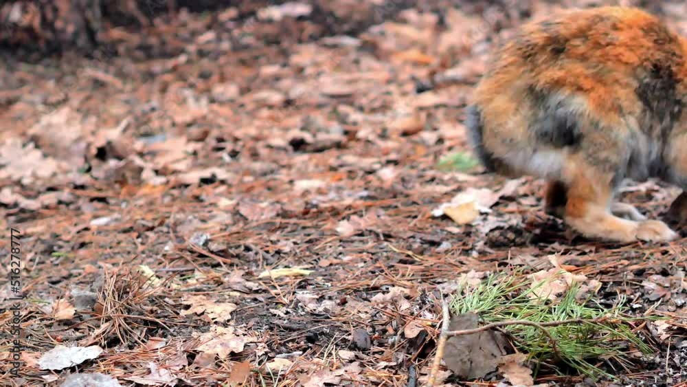 The life of wild rabbits in the forest. A red spotted rabbit in a sunny clearing with dry