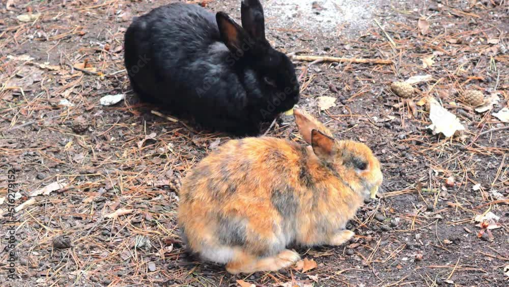 The life of wild rabbits in the forest. Two rabbits, black and red