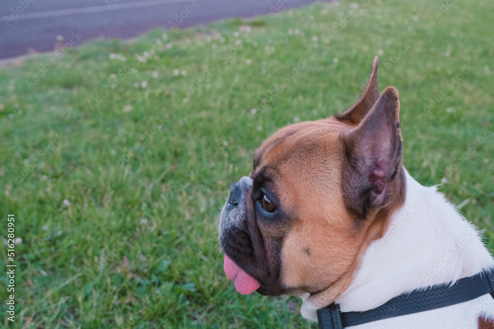Fototapeta premium young cute french bulldog with big ears portrait at the meadow, funny pets at summer, wildlife defocused green grass background 