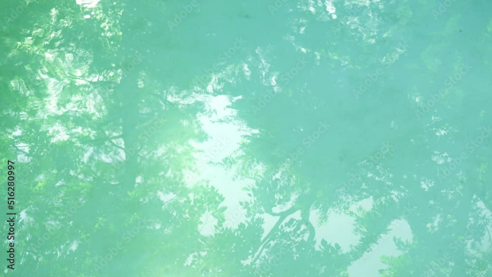 Tall Trees and Sky Reflections on a Rippled Water Surface Tall Trees and Sky Reflections on a Rippled Water Surface