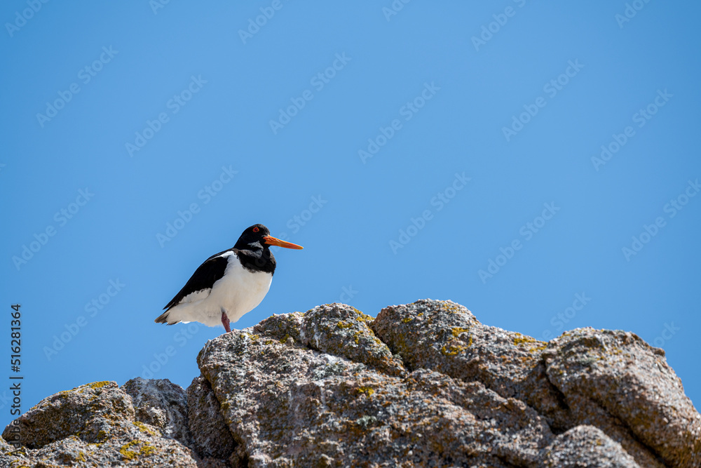 Fototapeta premium Eurasian Oystercatcher, Haematopus ostralegus standing on rocks at the seaside.