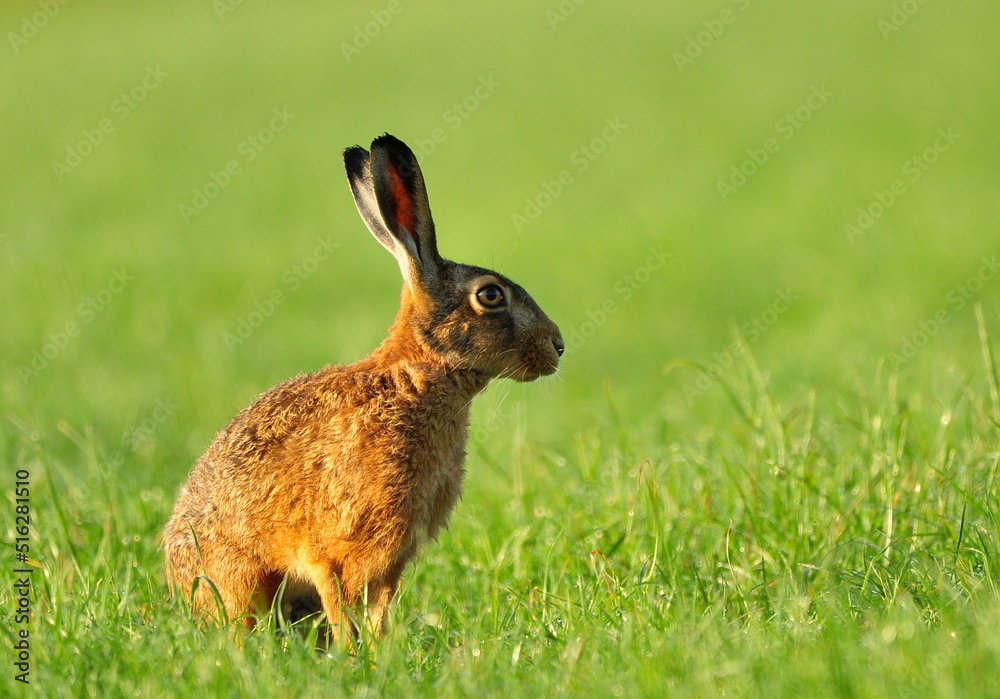 Fototapeta premium Feldhase