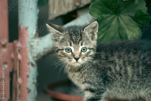 Kitten in yard grass outdoors, exploring as baby cat. © erika8213