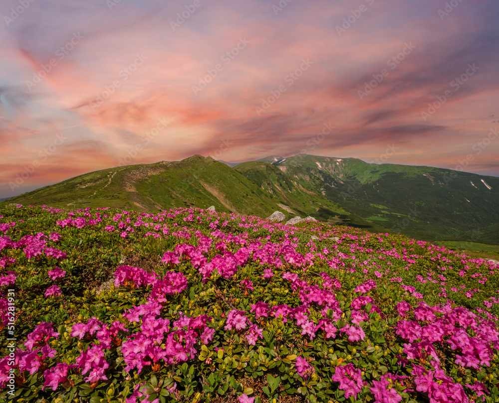Fototapeta premium Blossoming slopes (rhododendron flowers ) of Carpathian mountains.