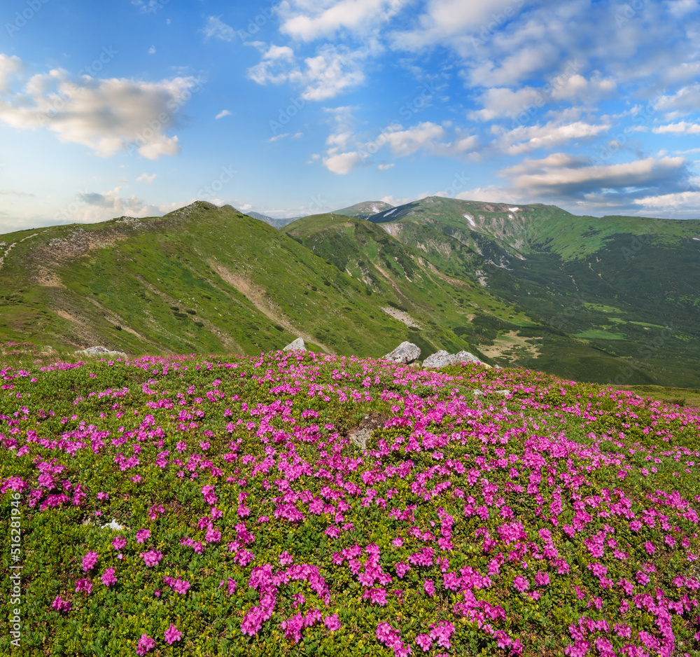 Blossoming slopes (rhododendron flowers ) of Carpathian mountains.