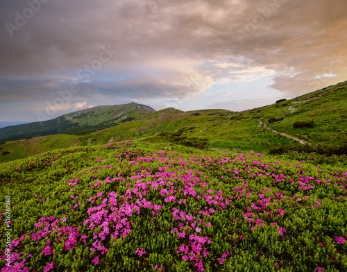 Pink rose rhododendron flowers on summer mountain slope