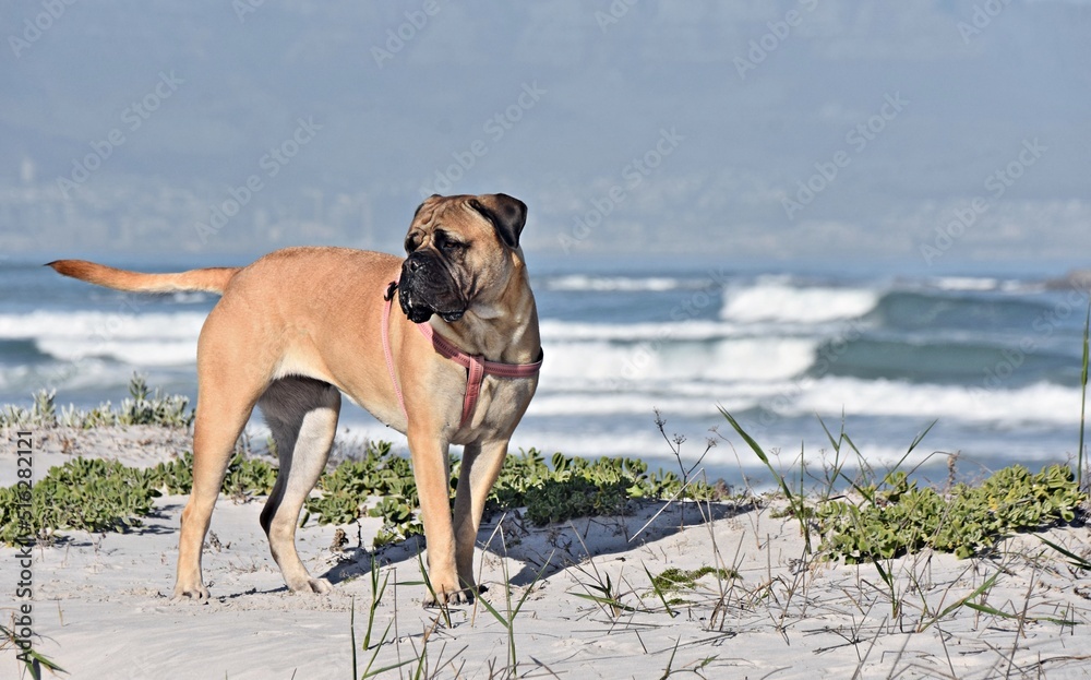 Close up of Boer Boel dog on the beach Close up of Boer Boel dog on the beach