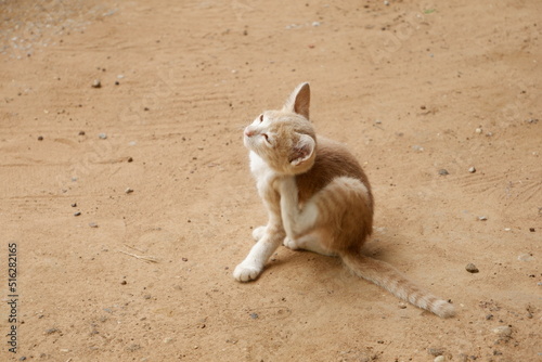 An orange kitten was scratching ear with foot.