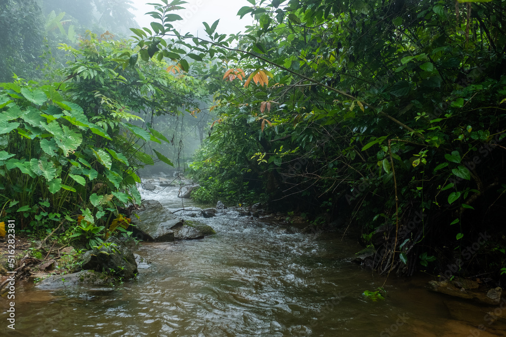 Obraz premium waterfall in the forest