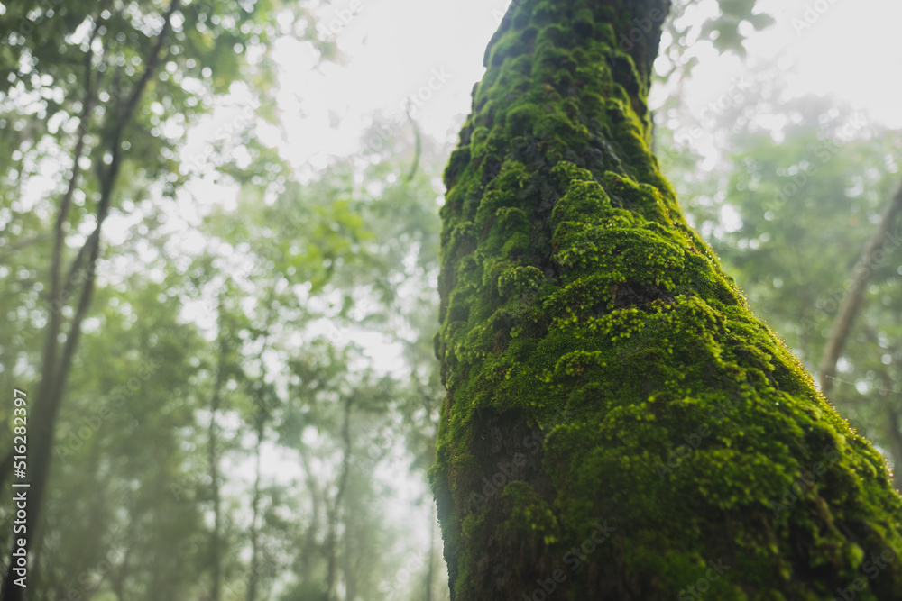 Fototapeta premium tree in the forest