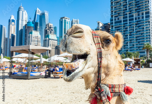 Tela Camel on Dubai jumeirah beach with marina skyscrapers in UAE