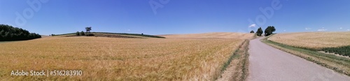 wheatfield in the sommer