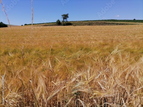 wheatfield in the Summer