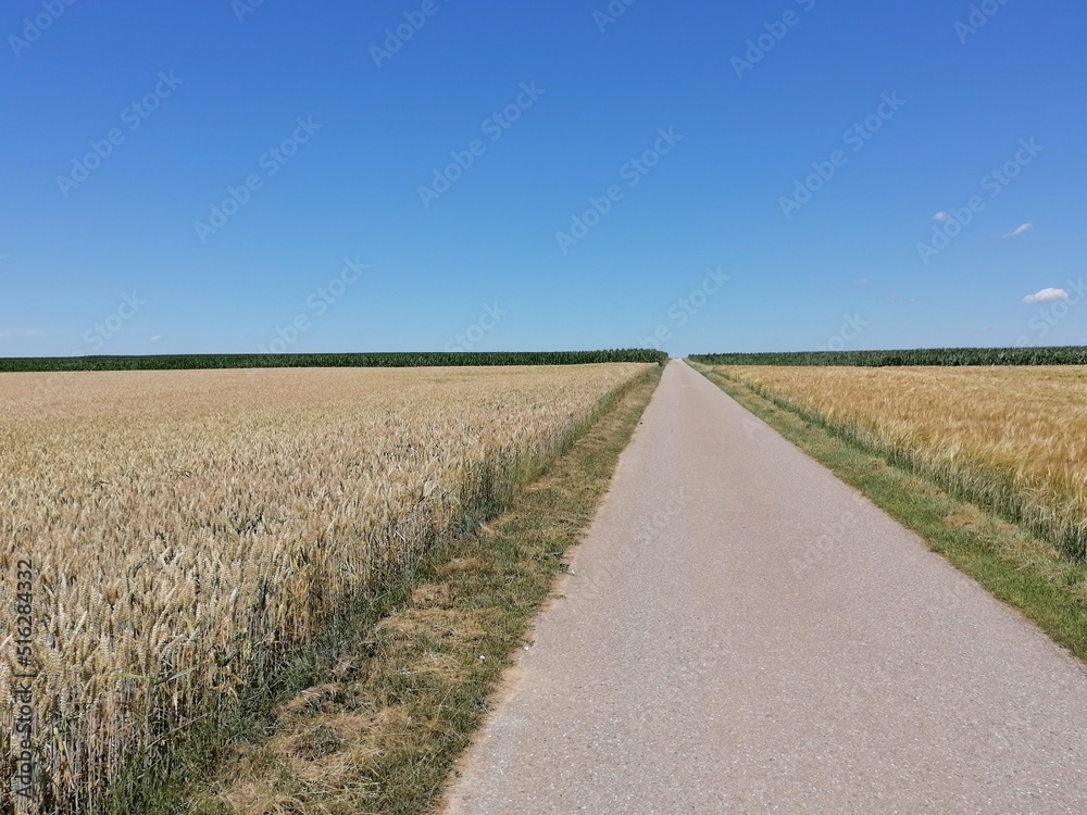 Path in the field