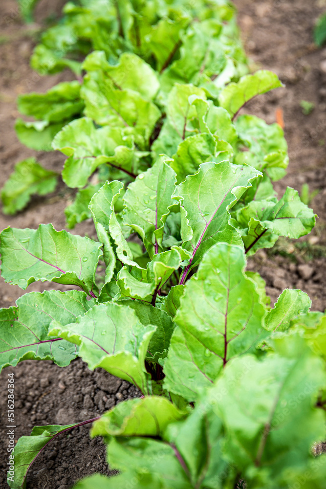 Beetroot in the garden, organic gardening and growing healthy food Beetroot in the garden, organic gardening and growing healthy food