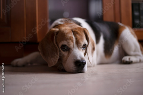 beagle puppy looking at camera