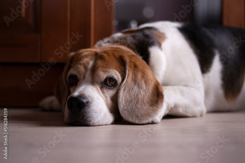 beagle puppy portrait