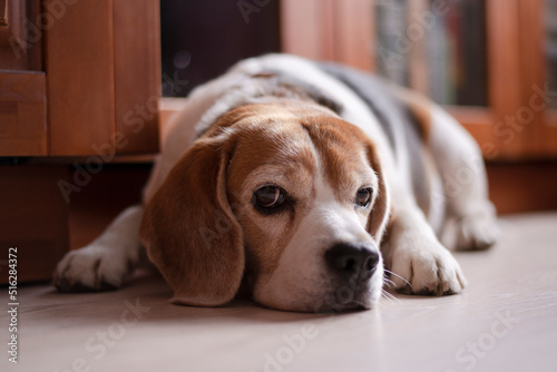 beagle puppy on the floor