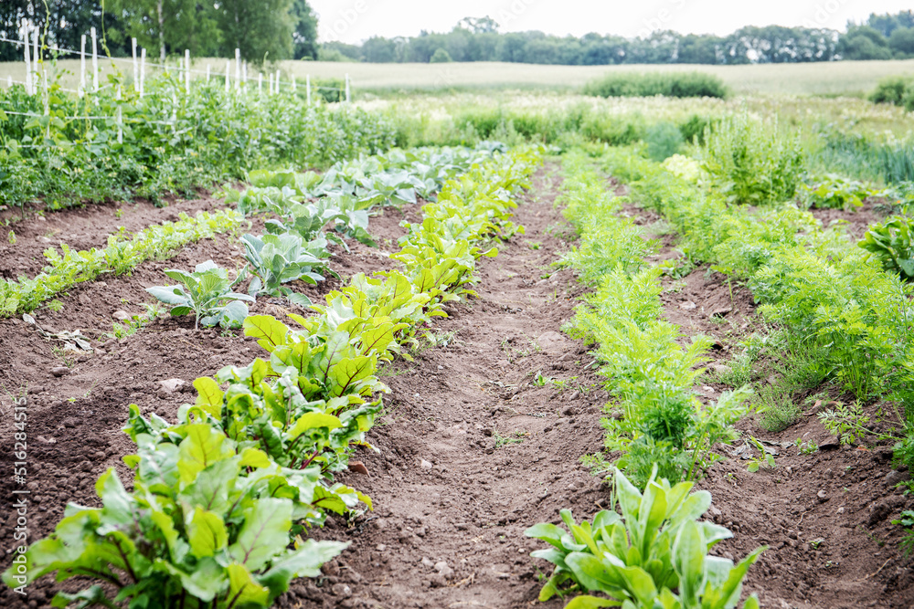 Cabbage, beets, carrots, peas and other plants in garden furrows. Growing healthy food. Organic homesteading. Cabbage, beets, carrots, peas and other plants in garden furrows. Growing healthy food. Organic homesteading.