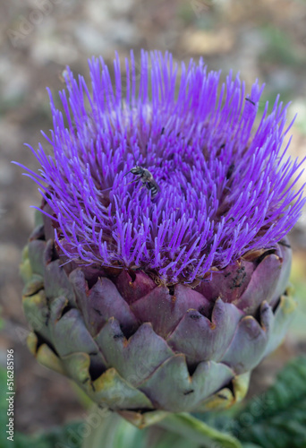 Purple blooming of  Romanesco Artichokes flower (Cynara cardunculus)with insect,also called the artichoke thistle, is a thistle in the family Asteraceae. edible 
