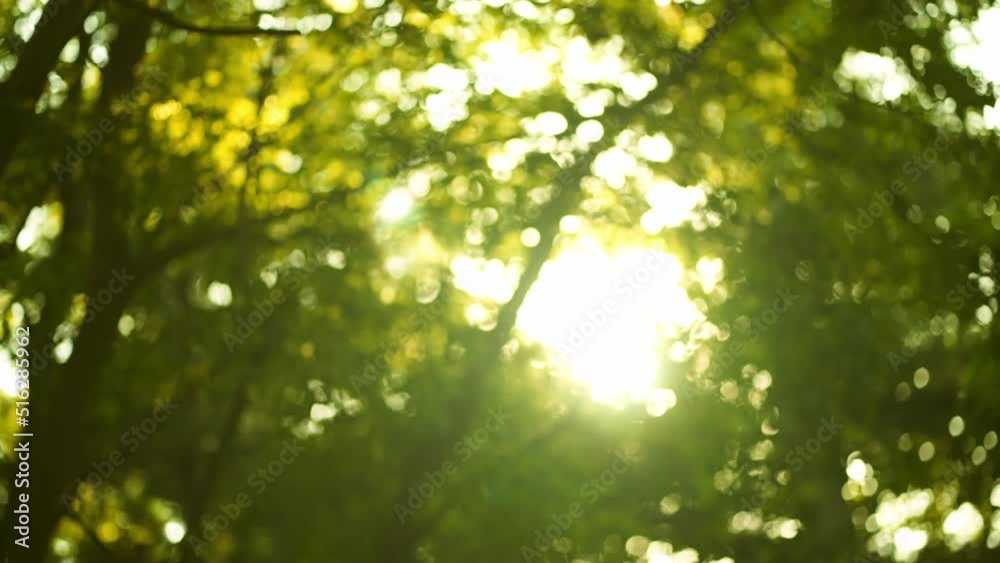 Sun Rays Breaking Through Green Foliage and Branches of Trees in the Forest Sun Rays Breaking Through Green Foliage and Branches of Trees in the Forest