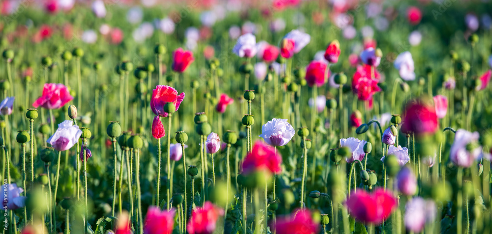 Banner Waldviertler Graumohn e.U. auf dem Feld zur Zeit der Mohnblüte im Juli, Niederösterreich, Armschlag Banner Waldviertler Graumohn e.U. auf dem Feld zur Zeit der Mohnblüte im Juli, Niederösterreich, Armschlag