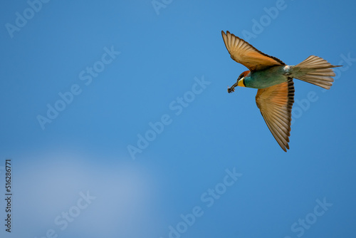 Bienenfresser (Bee Eater)