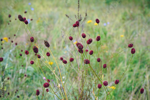Blooming flowers of Burnet on the natural background in the meadow. Sanguisorba officinalis