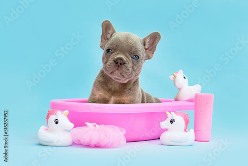 Isabella French Bulldog dog puppy in pink bathtub with rubber ducks on blue background photo