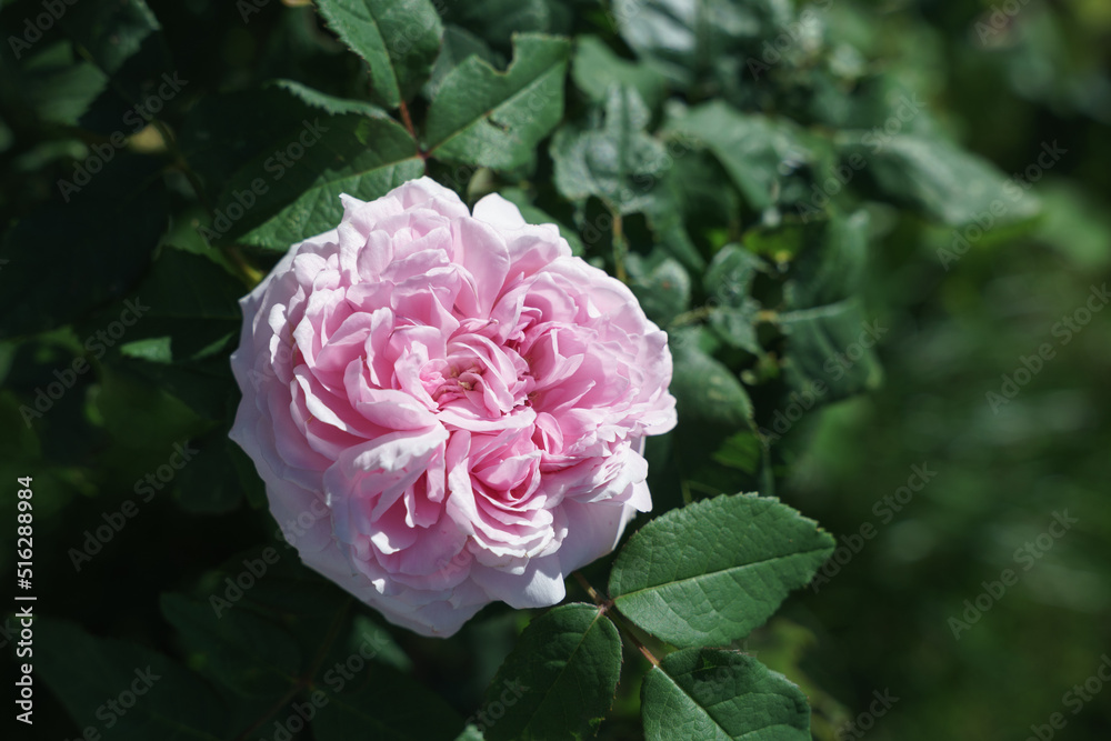 Eine einzelne rosa Rose auf einem Strauch mit grünen Blättern. Nahaufnahme.